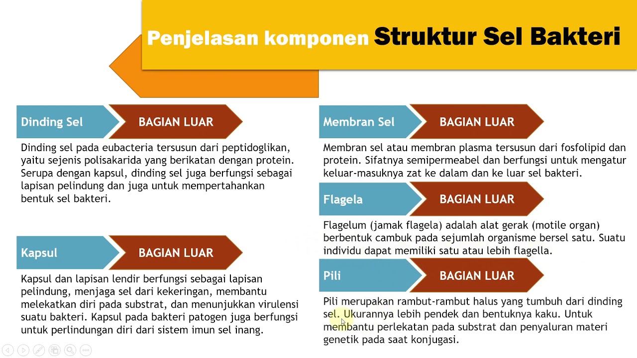 Detail Gambar Bakteri Dan Penjelasannya Nomer 49