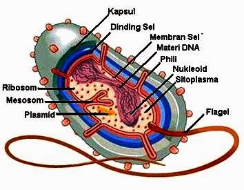 Detail Gambar Bakteri Dan Penjelasannya Nomer 8