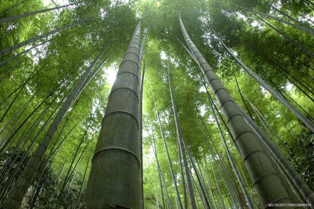 Detail Gambar Bambu Untuk Tambahan Foto Nomer 5