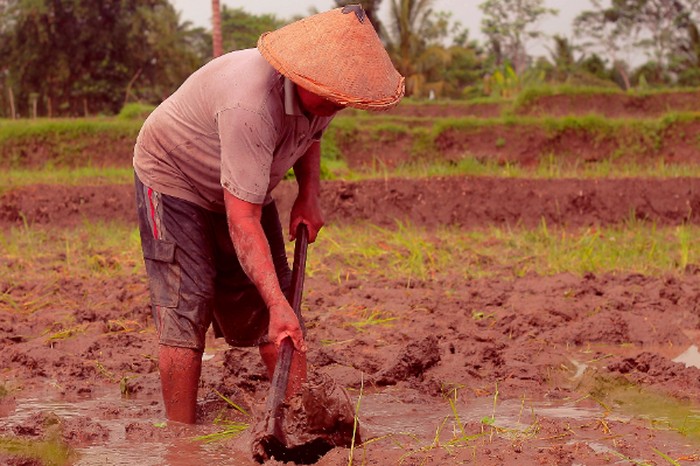 Gambar Bapak Petani - KibrisPDR