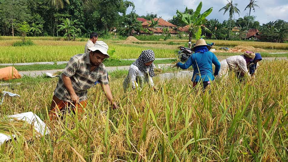 Detail Gambar Bapak Petani Nomer 14