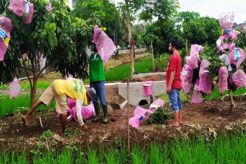 Detail Gambar Bapak Petani Di Kulon Progo Nomer 6