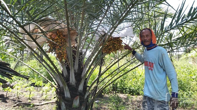 Detail Gambar Bapak Petani Di Kulon Progo Nomer 9