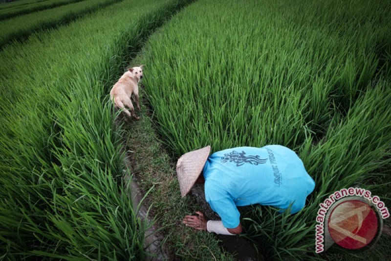 Detail Gambar Bapak Petani Di Kulon Progo Nomer 13