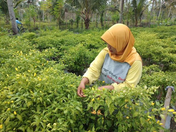 Detail Gambar Bapak Petani Di Kulon Progo Nomer 20