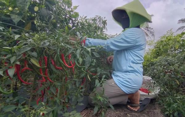 Detail Gambar Bapak Petani Di Kulon Progo Nomer 21