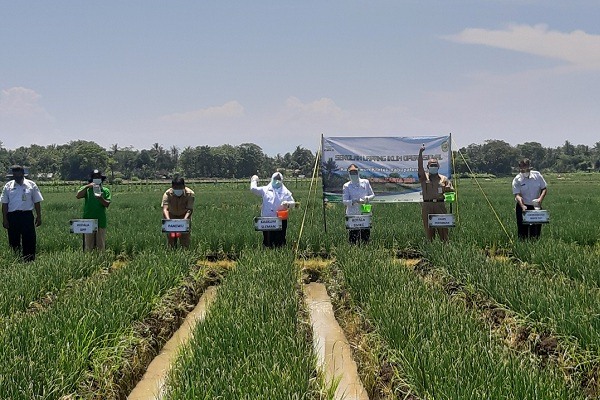 Detail Gambar Bapak Petani Di Kulon Progo Nomer 24