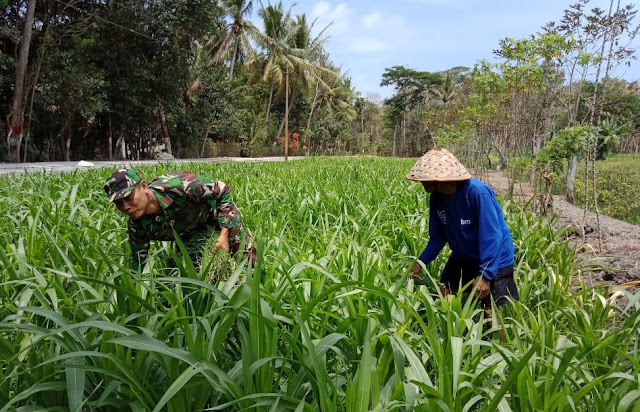 Detail Gambar Bapak Petani Di Kulon Progo Nomer 25