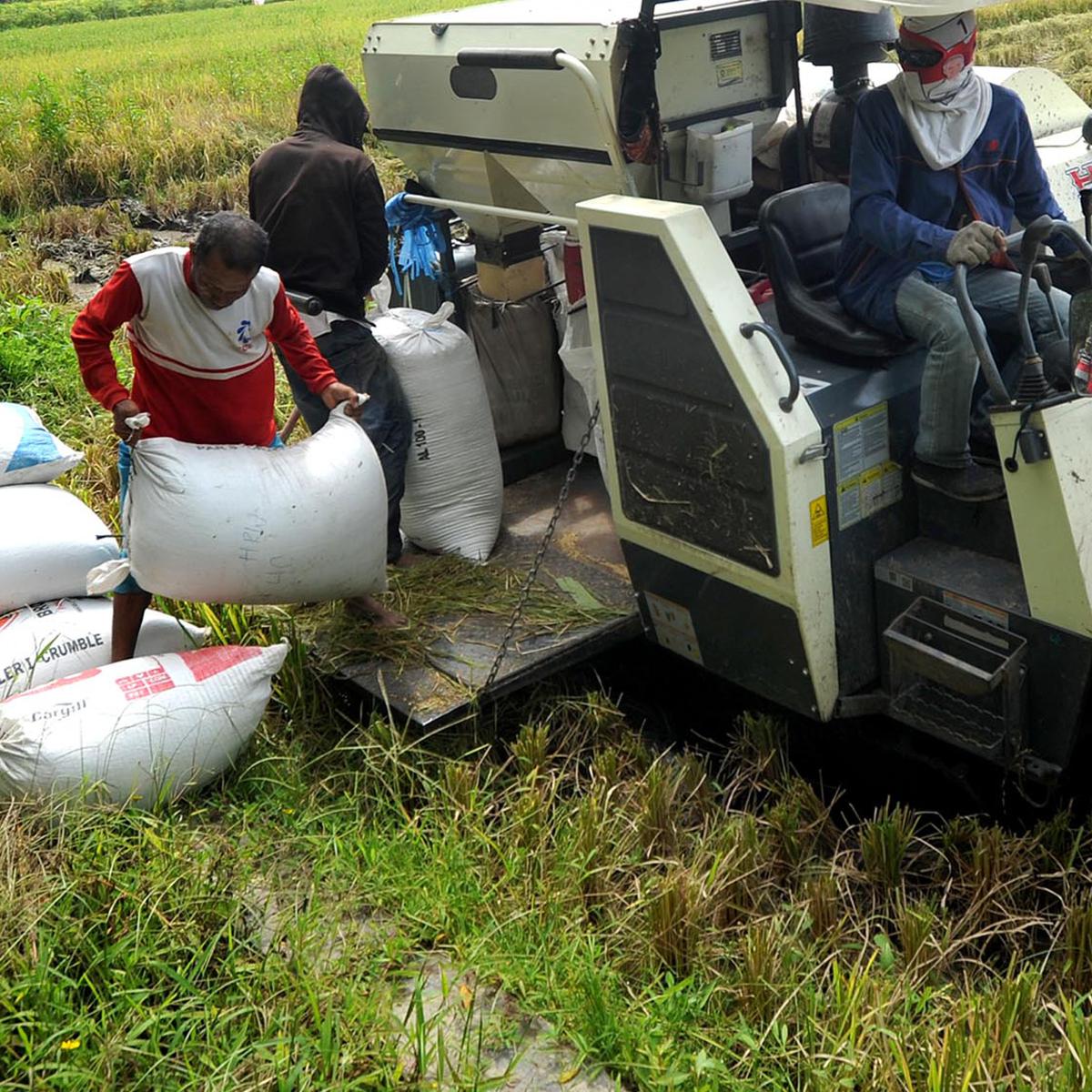 Detail Gambar Bapak Petani Di Kulon Progo Nomer 34