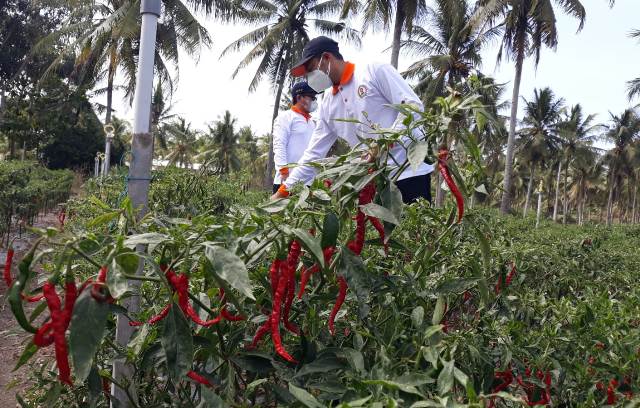 Detail Gambar Bapak Petani Di Kulon Progo Nomer 37