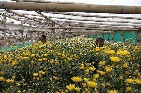 Detail Gambar Bapak Petani Di Kulon Progo Nomer 39