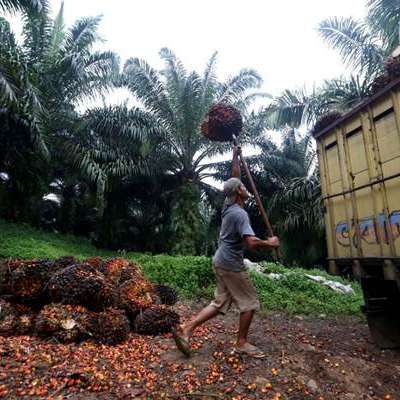 Detail Gambar Batang Kelapa Sawit Nomer 8