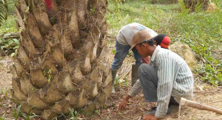 Detail Gambar Batang Kelapa Sawit Nomer 10