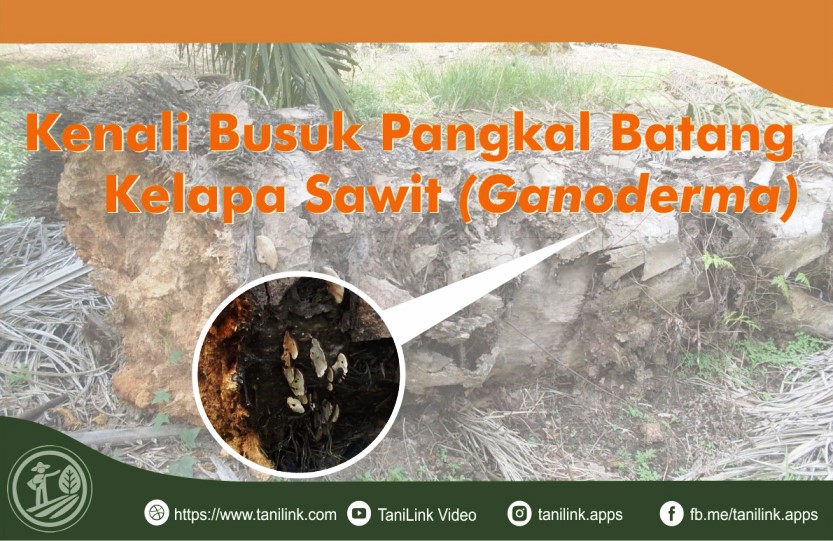 Detail Gambar Batang Kelapa Sawit Nomer 21