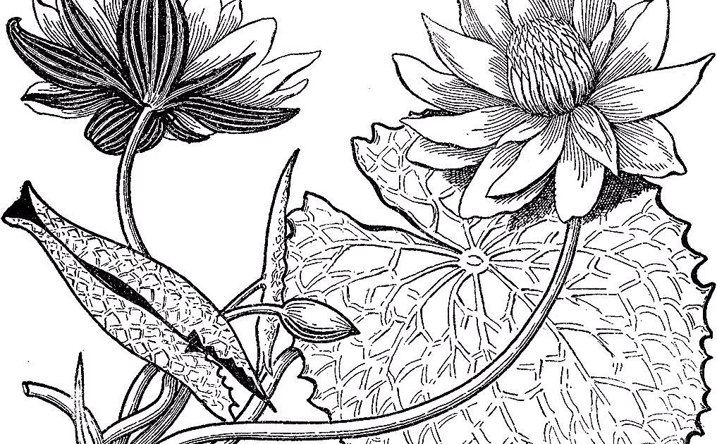 Detail Gambar Batik Bunga Yang Mudah Digambar Di Buku Gambar Nomer 20