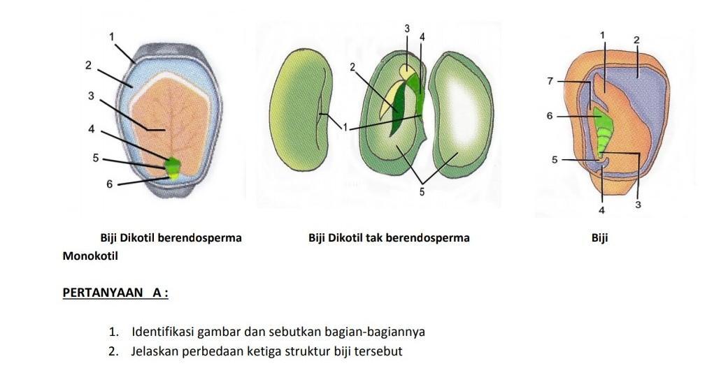 Detail Gambar Benih Tak Berendosperma Nomer 6