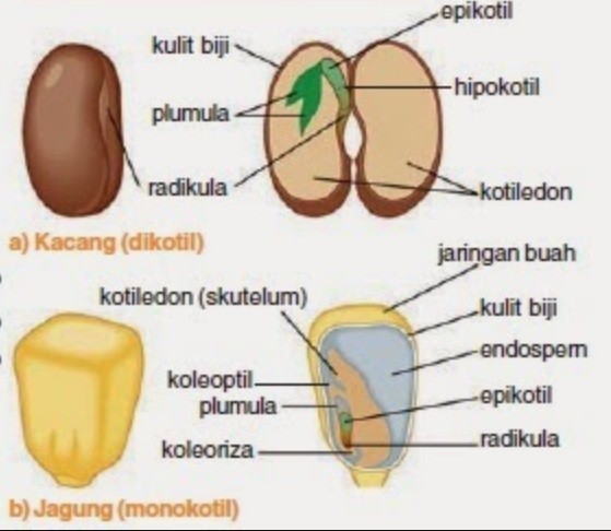 Detail Gambar Benih Tak Berendosperma Nomer 3