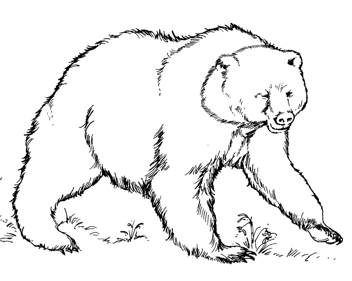 Detail Gambar Beruang Putih Untuk Diwarnai Nomer 10