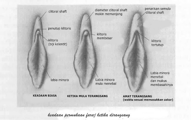 Detail Gambar Biji Kelentit Nomer 12