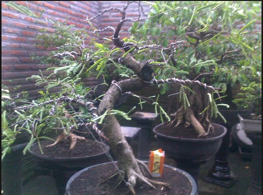 Detail Gambar Bonsai Asem Nomer 10