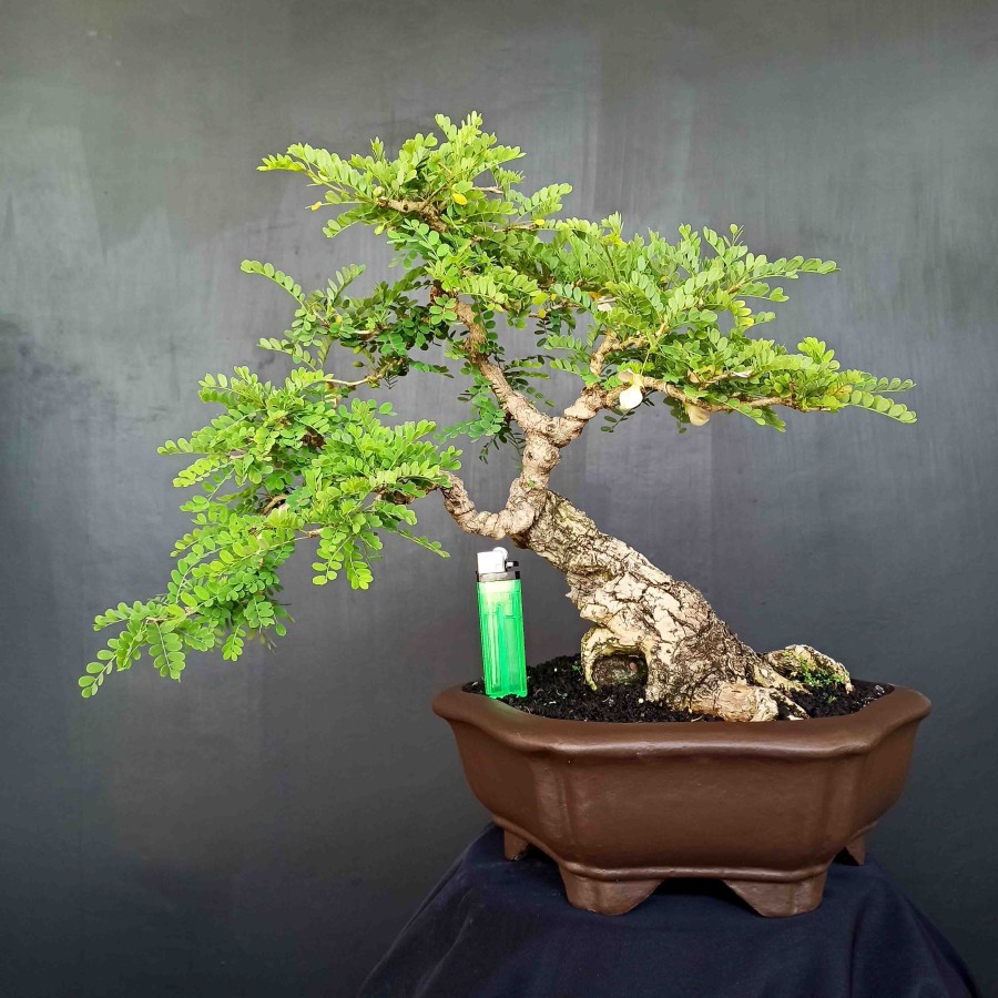 Detail Gambar Bonsai Asem Nomer 12