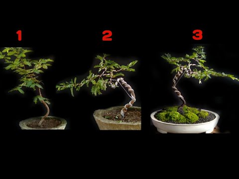 Detail Gambar Bonsai Asem Nomer 13