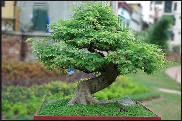 Detail Gambar Bonsai Asem Nomer 16