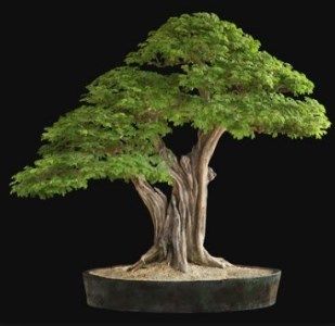 Detail Gambar Bonsai Asem Nomer 17