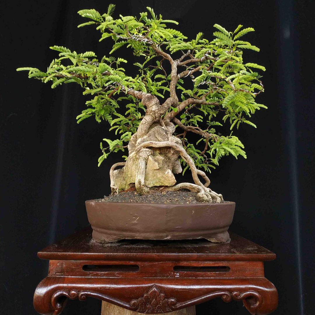 Detail Gambar Bonsai Asem Nomer 19