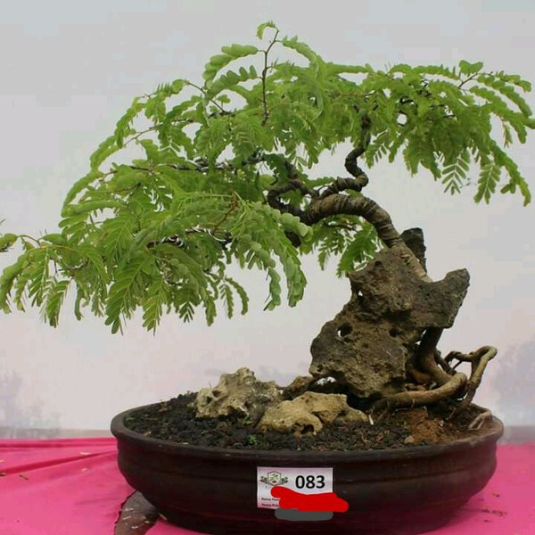 Detail Gambar Bonsai Asem Nomer 21