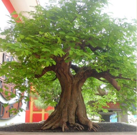 Detail Gambar Bonsai Asem Nomer 23