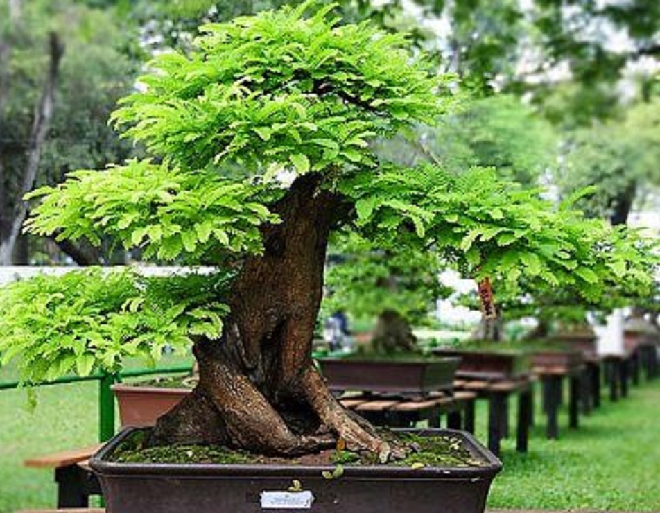 Detail Gambar Bonsai Asem Nomer 3