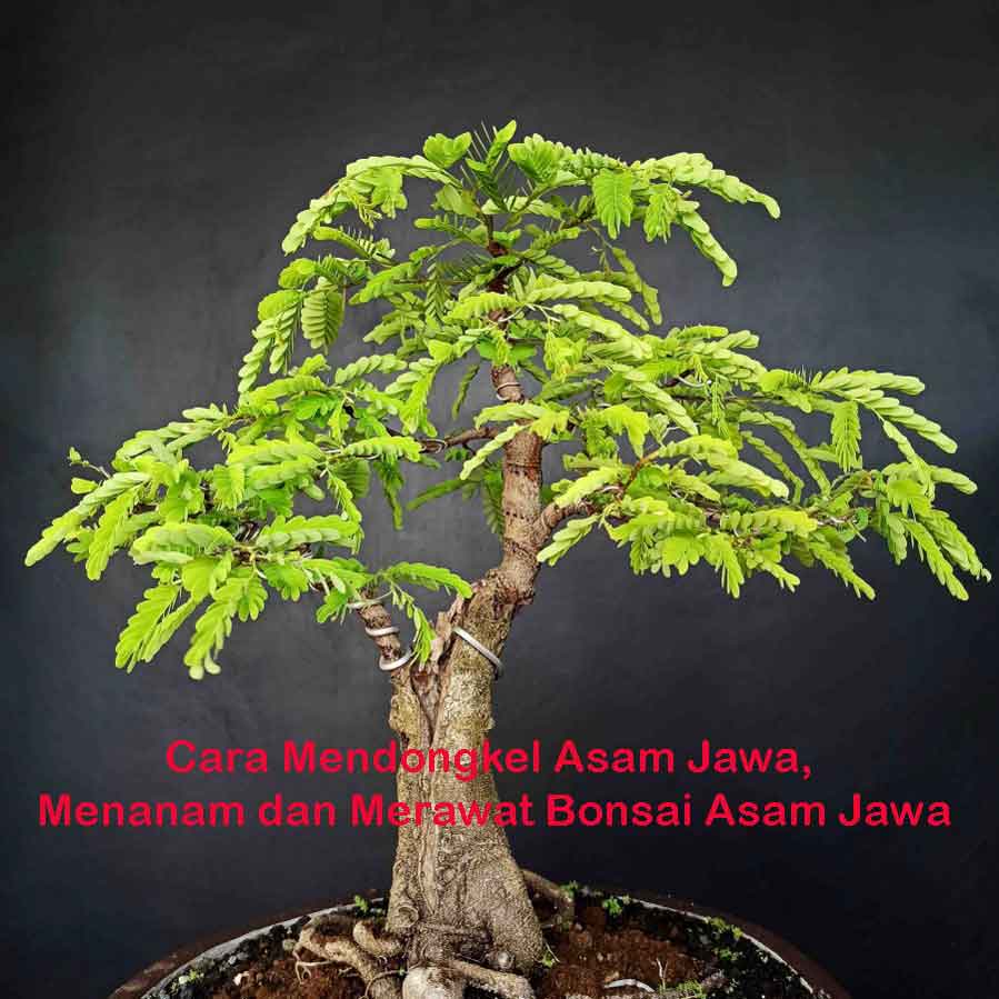 Detail Gambar Bonsai Asem Nomer 28