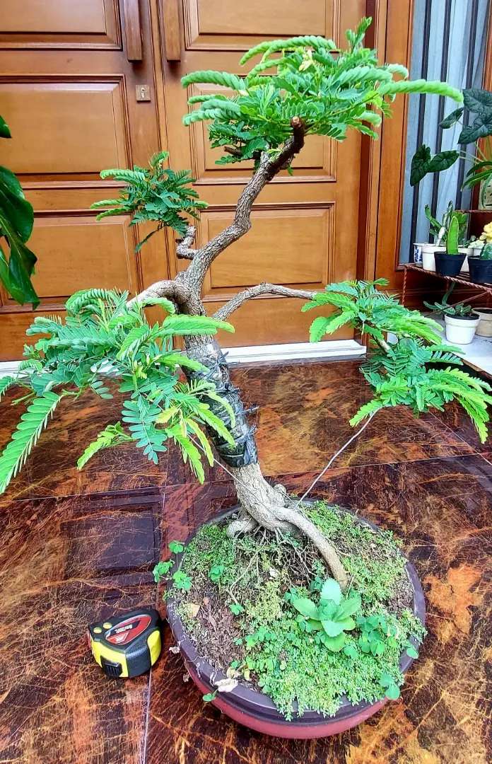 Detail Gambar Bonsai Asem Nomer 31