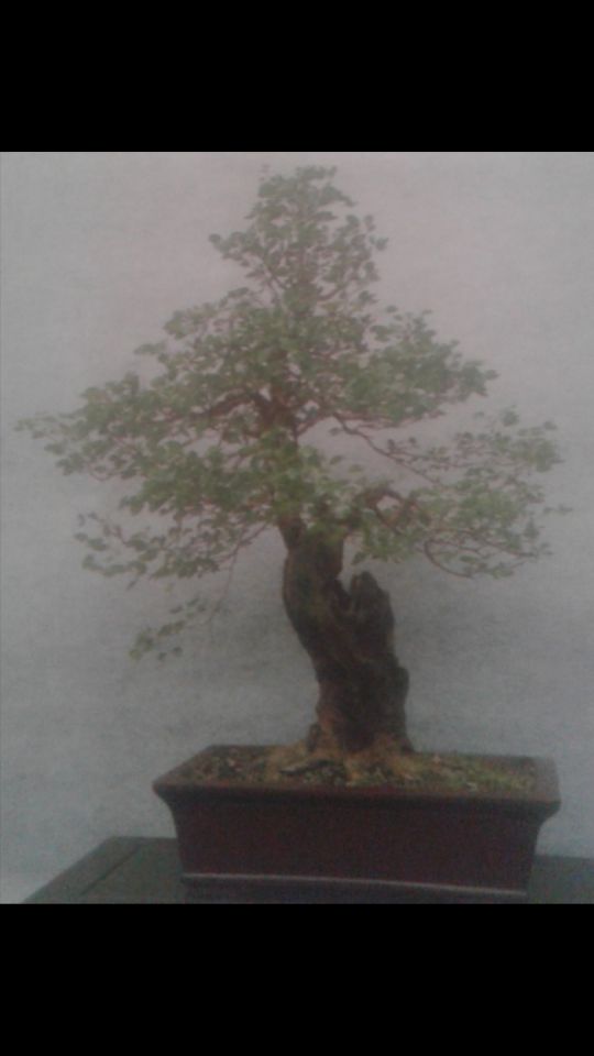 Detail Gambar Bonsai Asem Nomer 32