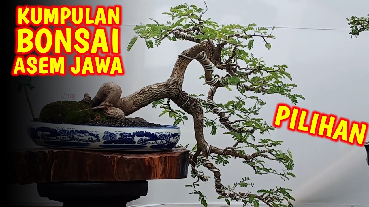 Detail Gambar Bonsai Asem Nomer 33