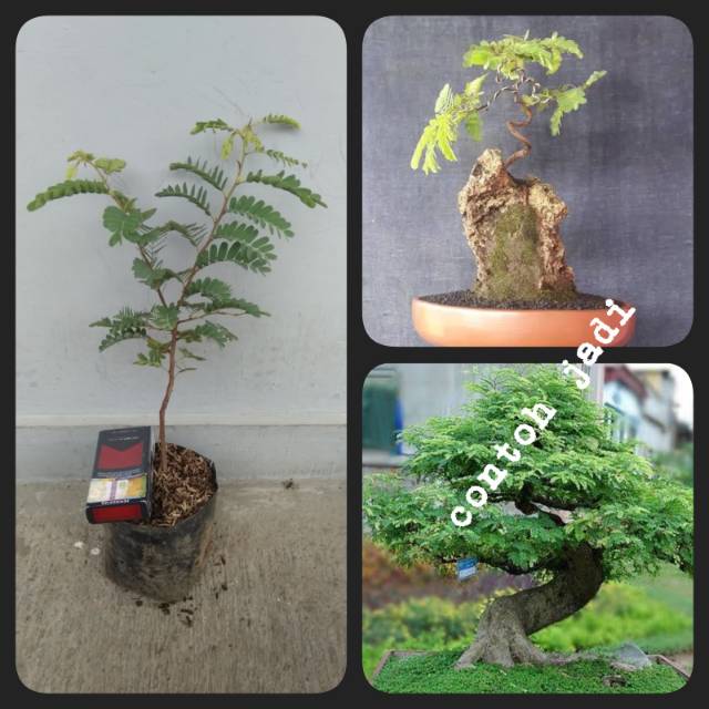 Detail Gambar Bonsai Asem Nomer 4