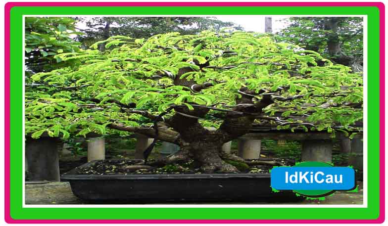 Detail Gambar Bonsai Asem Nomer 35