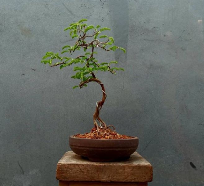 Detail Gambar Bonsai Asem Nomer 36