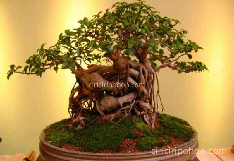 Detail Gambar Bonsai Asem Nomer 37