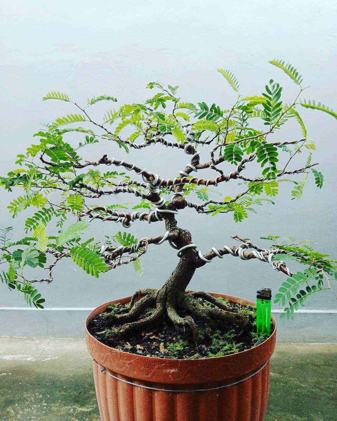 Detail Gambar Bonsai Asem Nomer 40