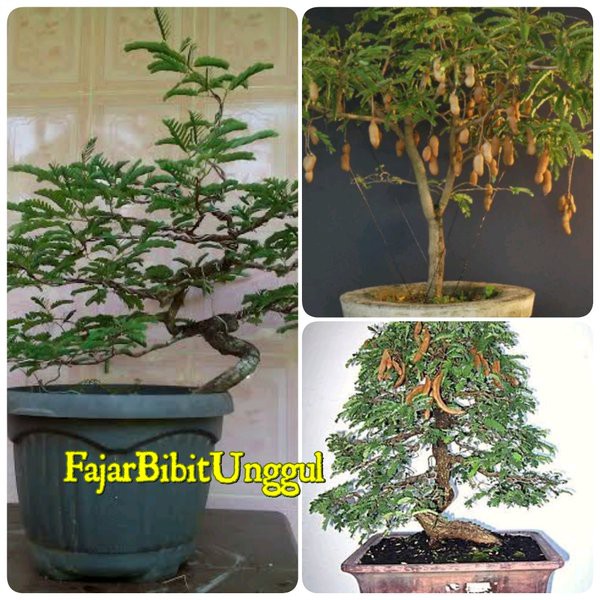 Detail Gambar Bonsai Asem Nomer 5