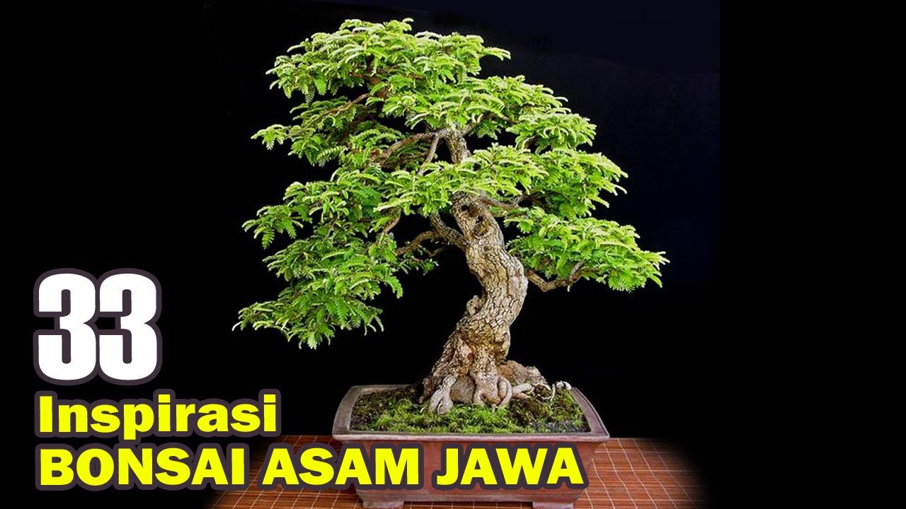 Detail Gambar Bonsai Asem Nomer 44