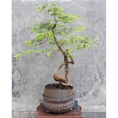 Detail Gambar Bonsai Asem Nomer 7