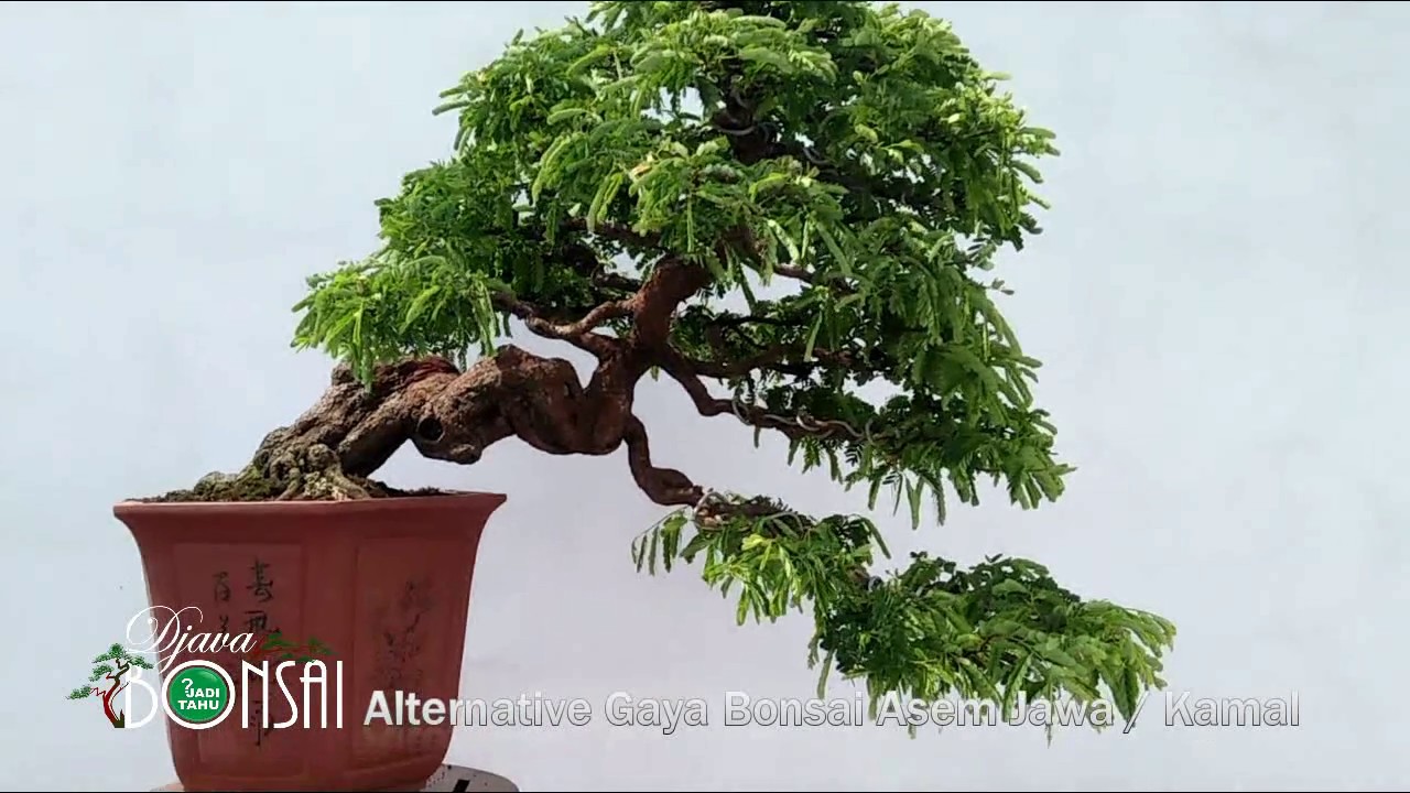 Detail Gambar Bonsai Asem Nomer 8