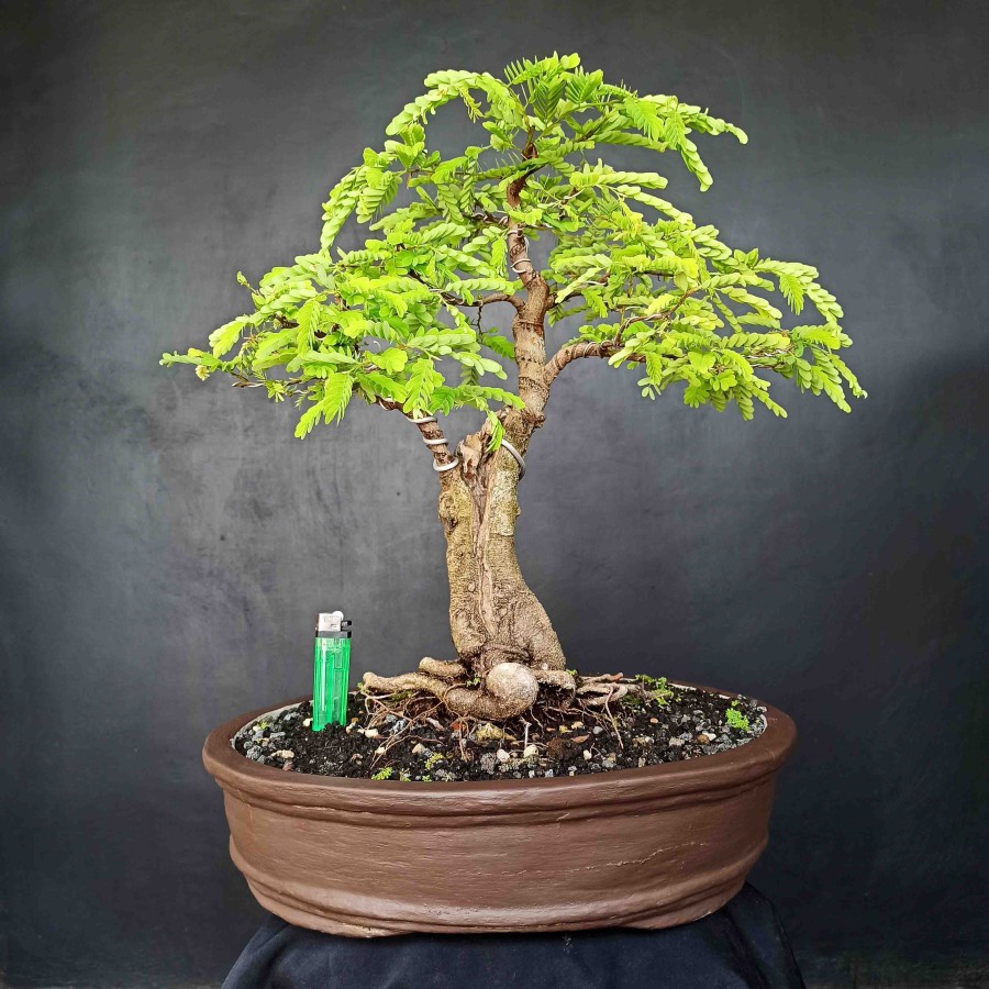 Gambar Bonsai Asem Jawa - KibrisPDR