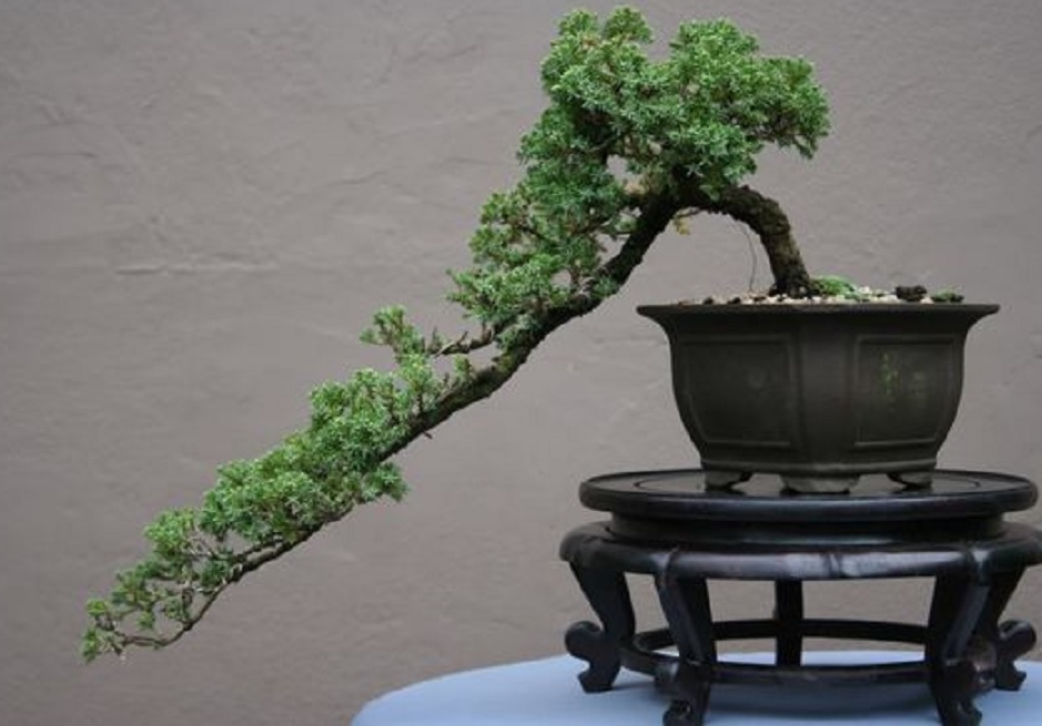 Detail Gambar Bonsai Asem Jawa Nomer 9