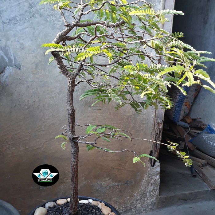 Detail Gambar Bonsai Asem Jawa Nomer 10