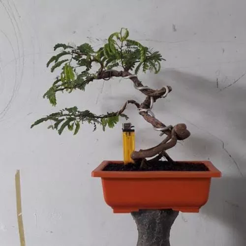 Detail Gambar Bonsai Asem Jawa Nomer 11