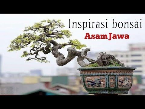 Detail Gambar Bonsai Asem Jawa Nomer 12